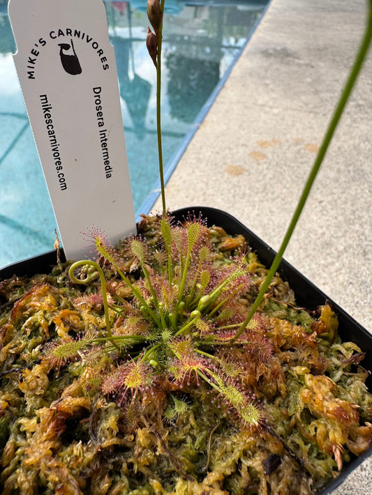 Oblong-leaved sundew - (Drosera Intermedia) in a 3.5" pot
