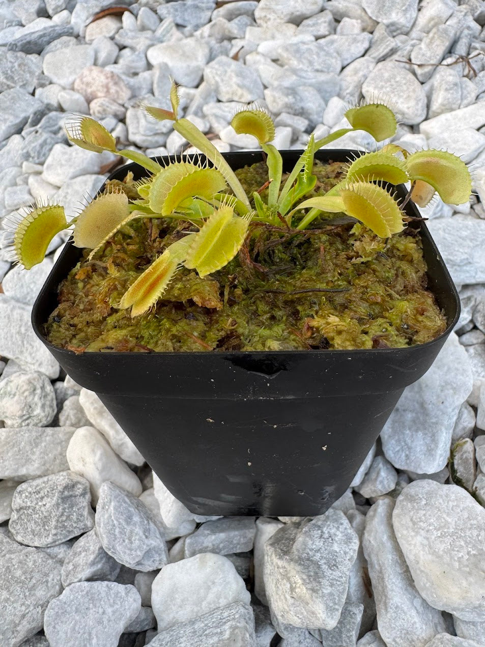 Venus Flytrap (Dionaea Muscipula) King Henry in a 3.5" pot