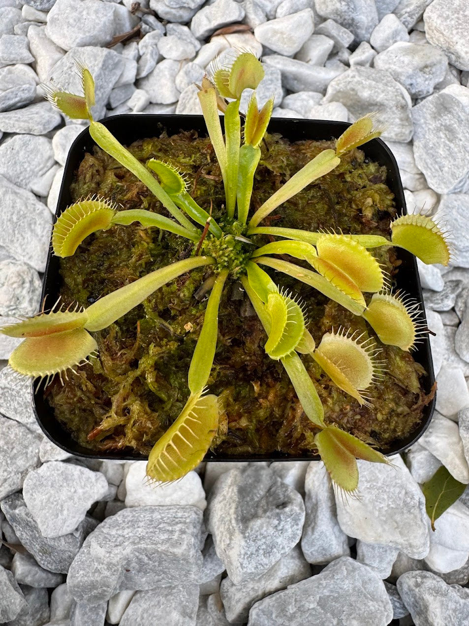 Venus Flytrap (Dionaea Muscipula) King Henry in a 3.5" pot