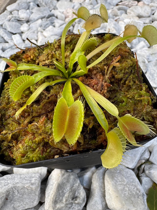 Venus Flytrap (Dionaea Muscipula) King Henry in a 3.5" pot