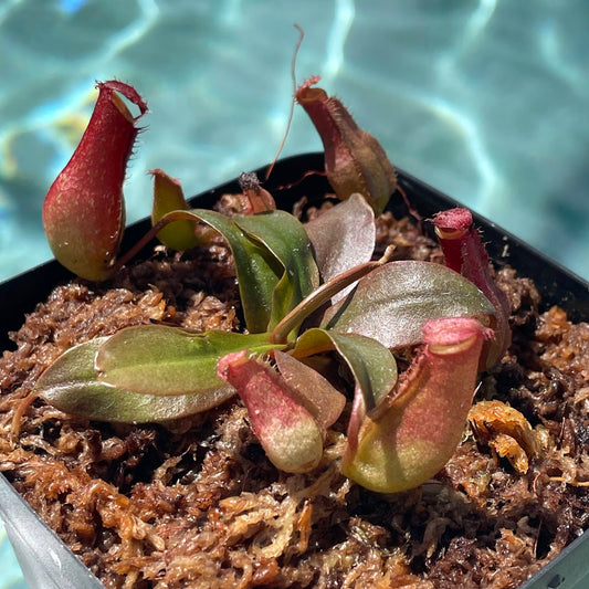 Nepenthes 'Lady Luck' in a 3.5" pot