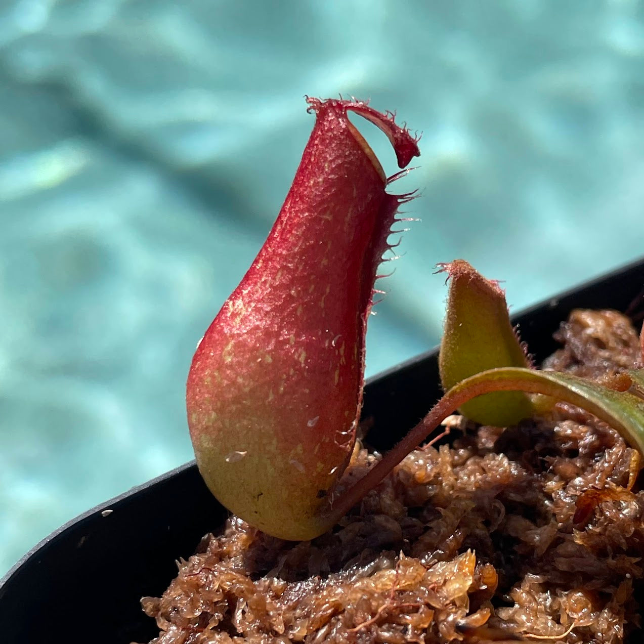 Nepenthes 'Lady Luck' in a 3.5" pot