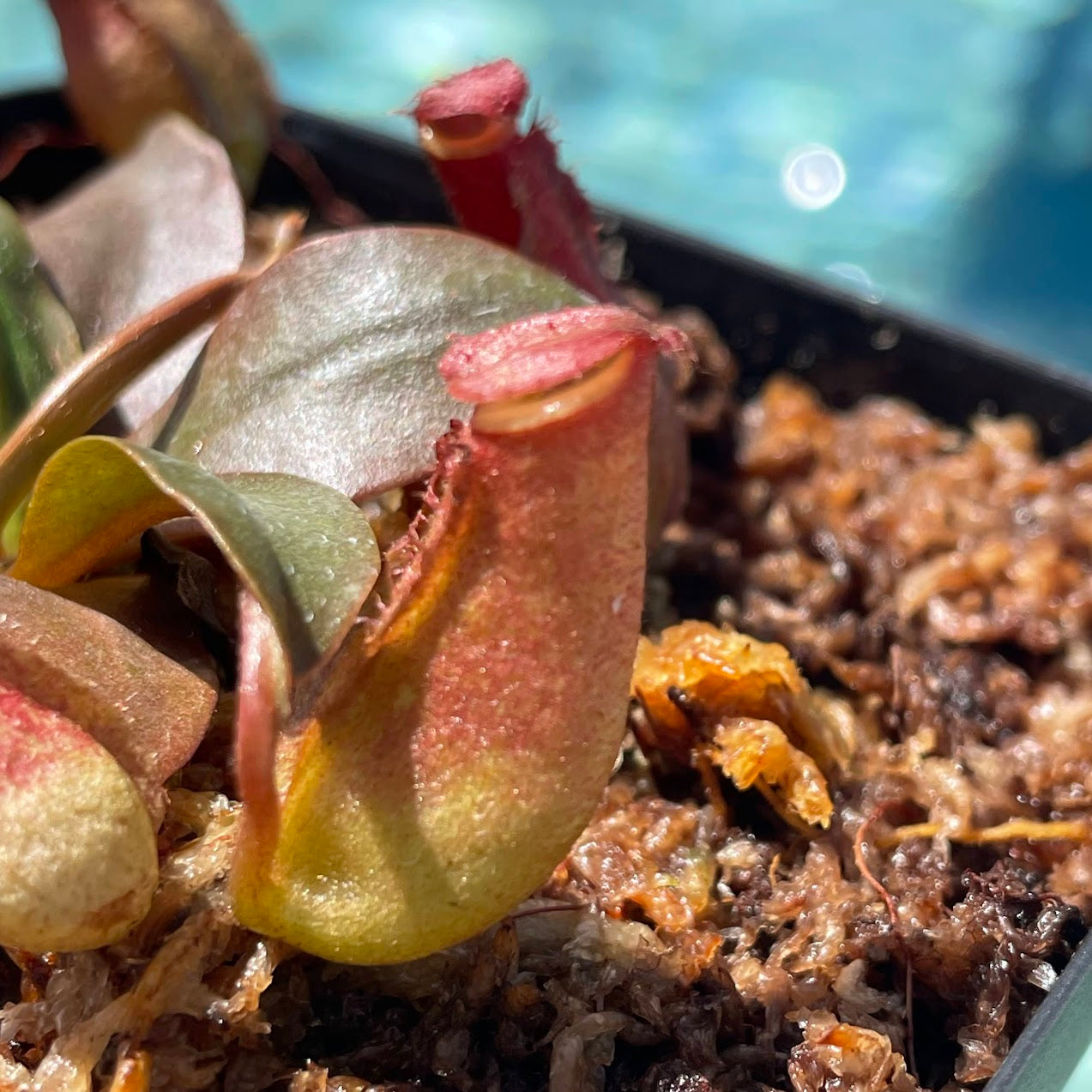 Nepenthes 'Lady Luck' in a 3.5" pot