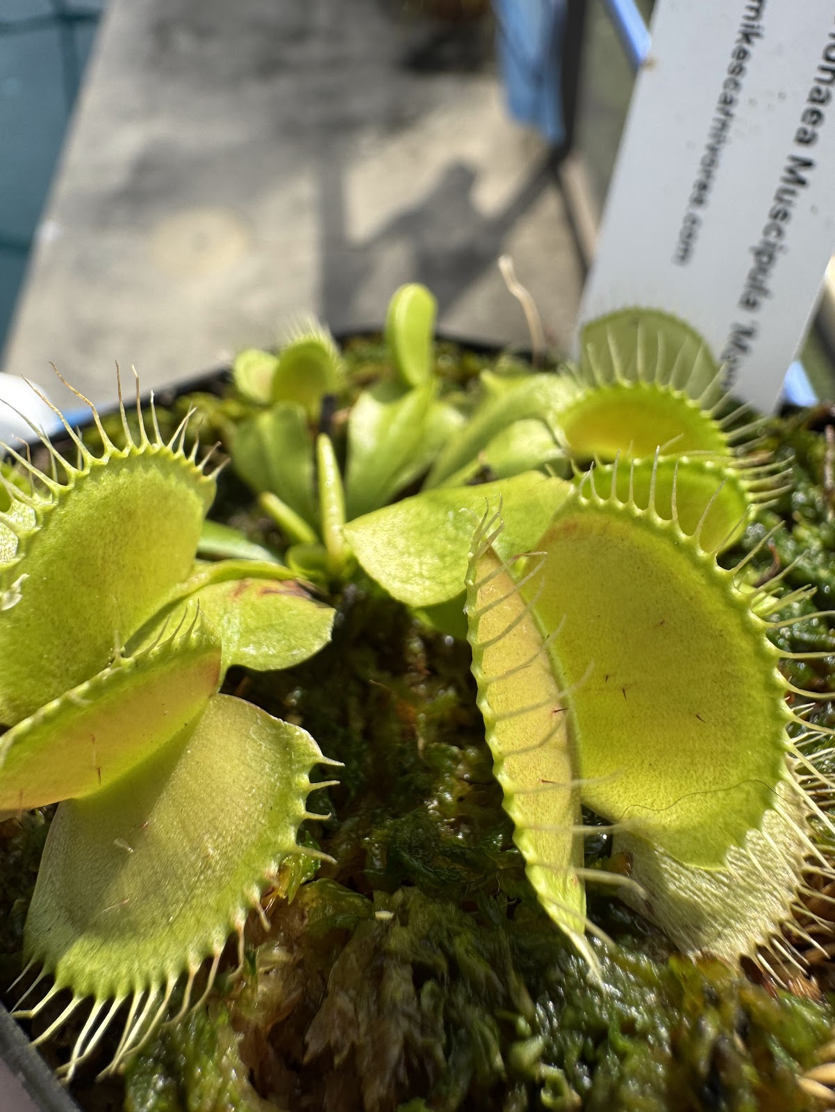 Venus Flytrap (Dionaea Muscipula) 'Mammoth' in a 3.5" pot