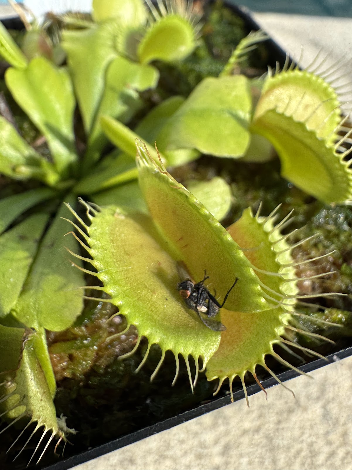 Venus Flytrap (Dionaea Muscipula) 'Mammoth' in a 3.5" pot