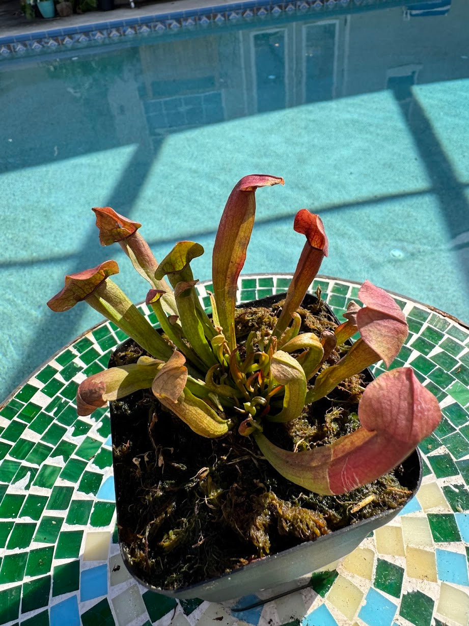 Sarracenia 'Maroon' in a 3.5" pot