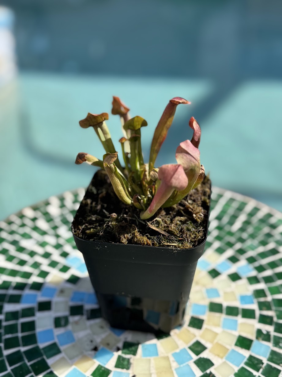 Sarracenia 'Maroon' in a 3.5" pot