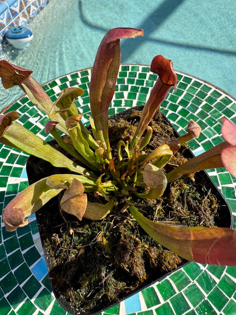 Sarracenia 'Maroon' in a 3.5" pot