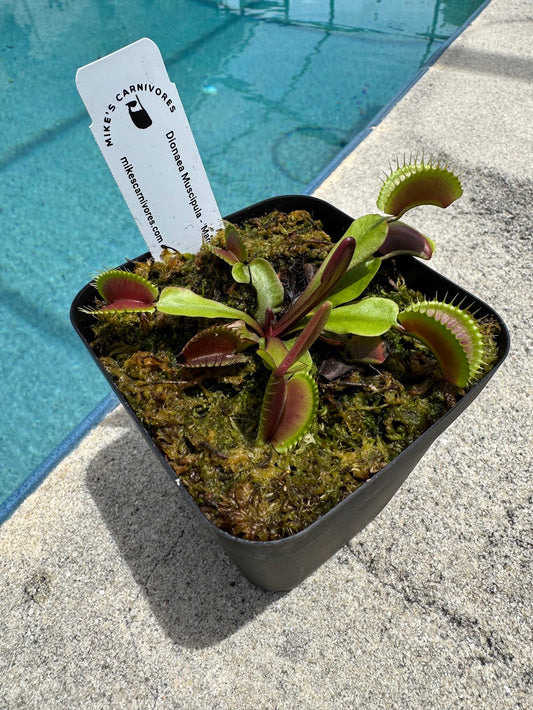 Venus Flytrap (Dionaea Muscipula) 'Maroon Monster' in a 3.5" pot