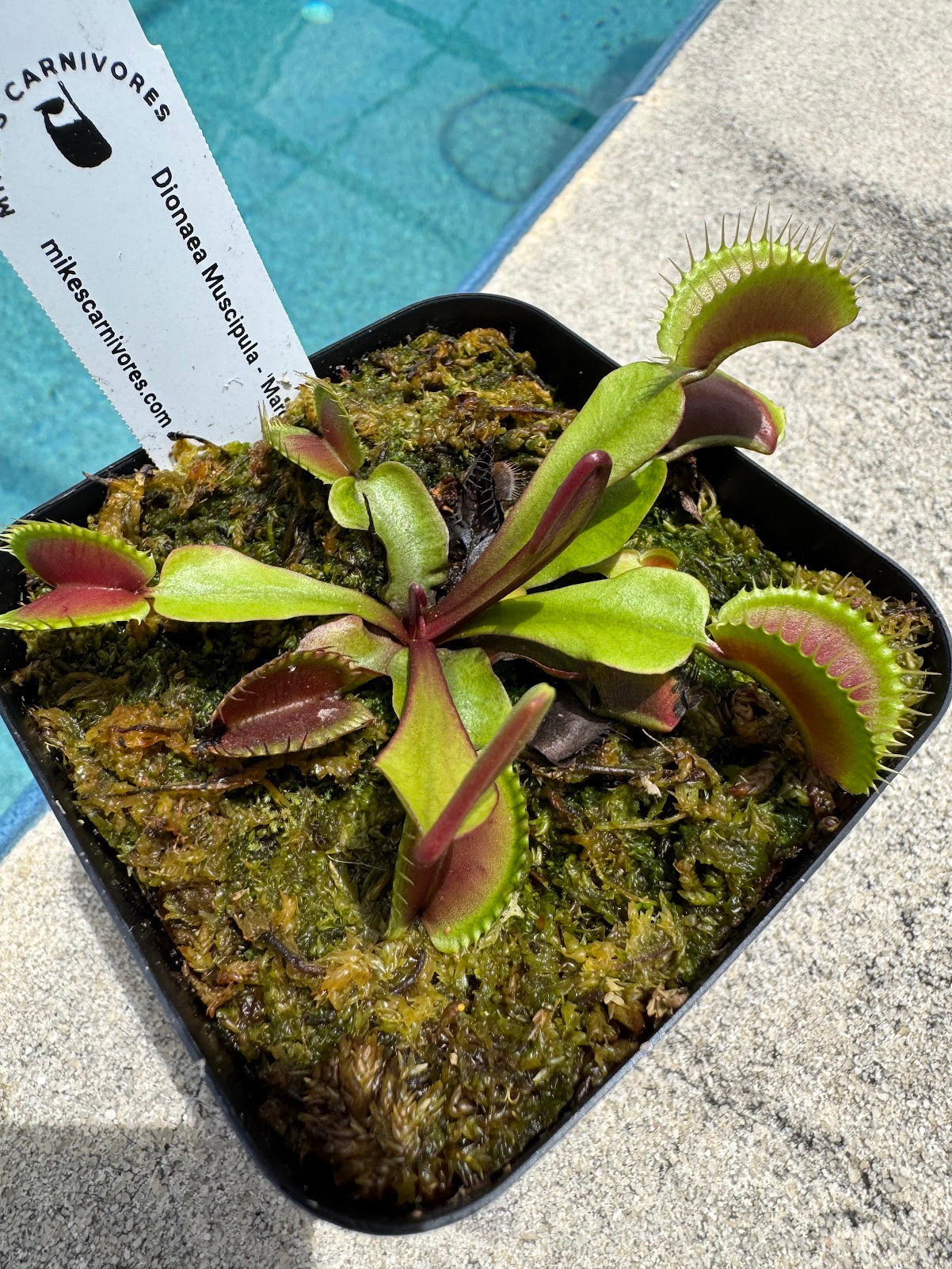 Venus Flytrap (Dionaea Muscipula) 'Maroon Monster' in a 3.5" pot