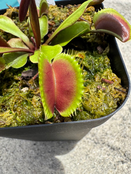 Venus Flytrap (Dionaea Muscipula) 'Maroon Monster' in a 3.5" pot