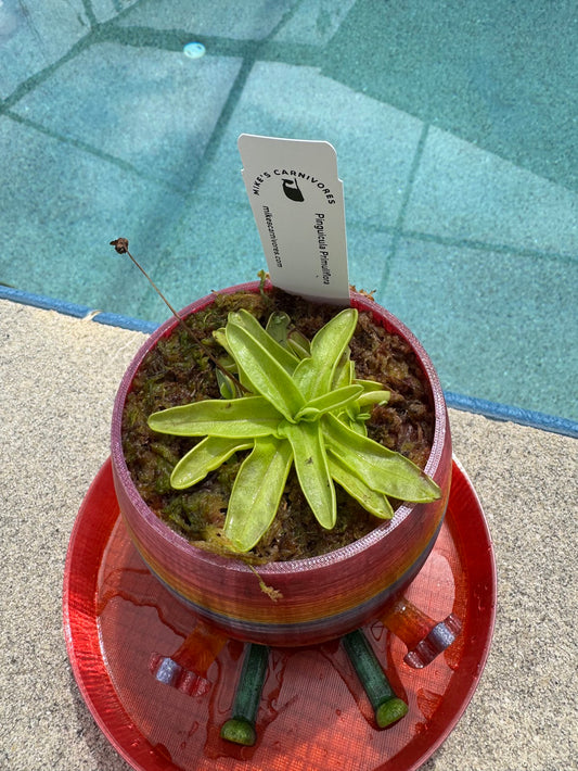 Carnivorous Plant in Middle Finger Pot
