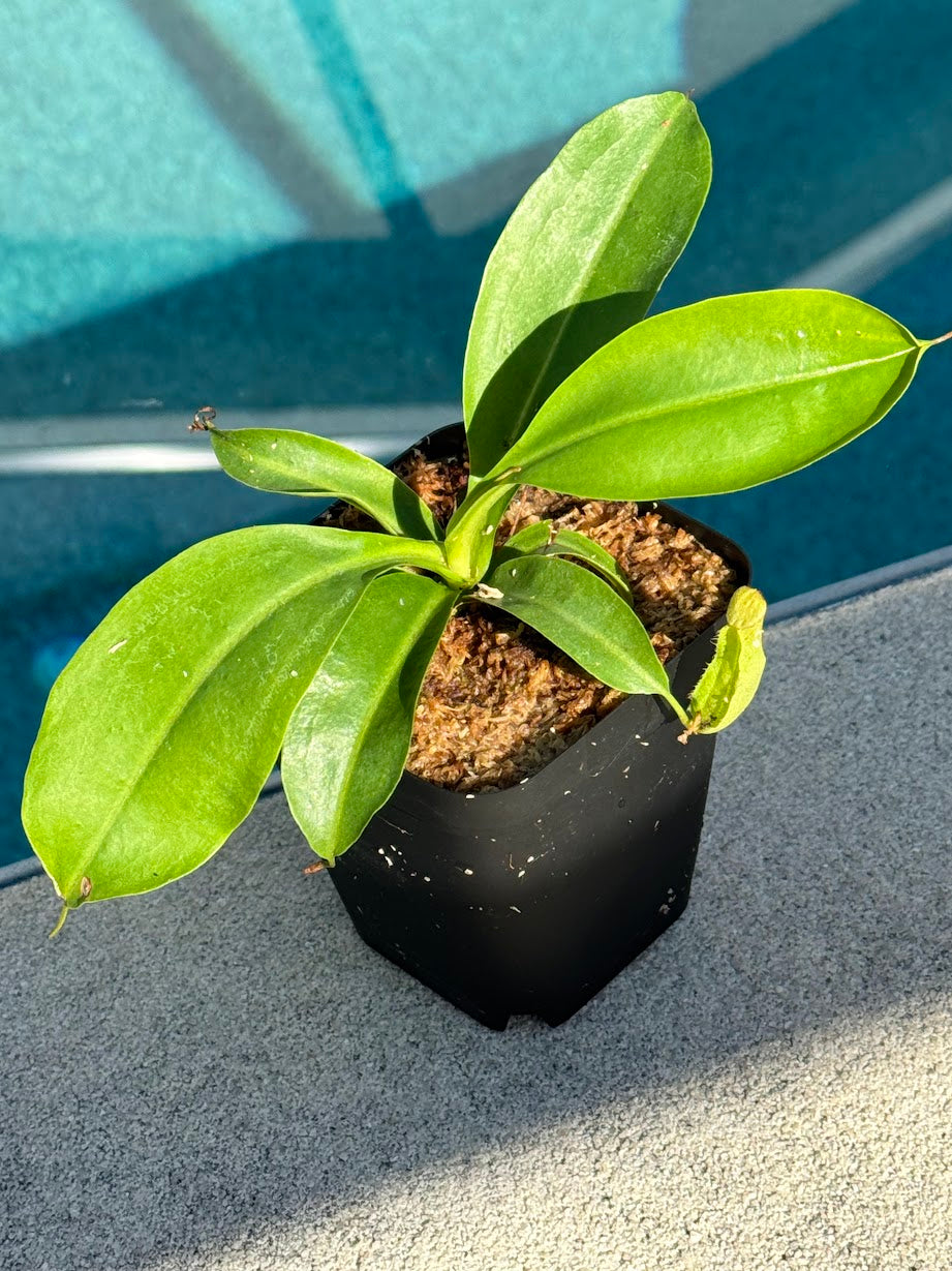 Nepenthes Miranda in a 3.5" pot