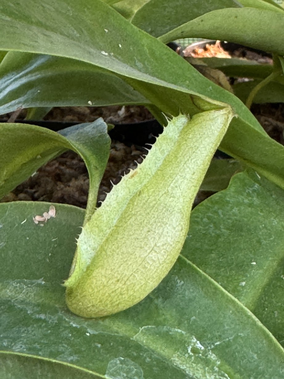 Nepenthes Miranda in a 3.5" pot