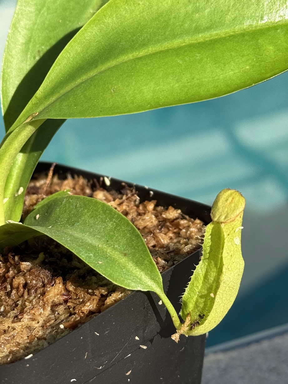 Nepenthes Miranda in a 3.5" pot