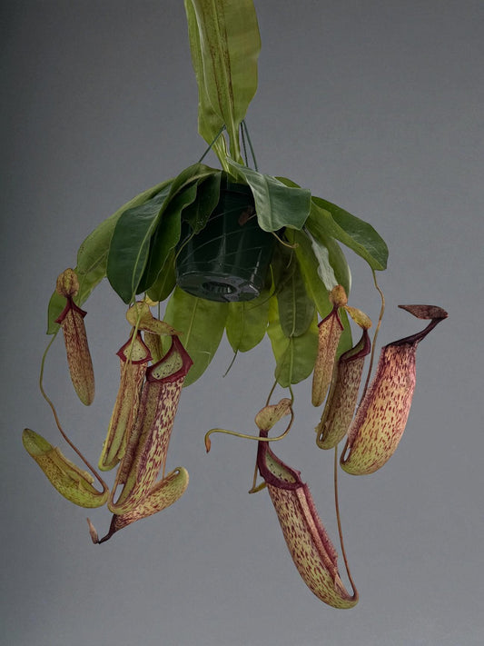 Nepenthes Miranda (XL) in a 8" Hanging Basket