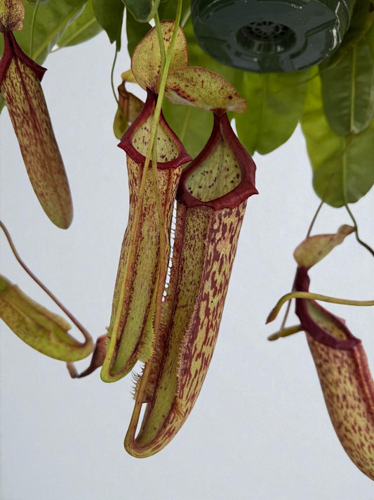 Nepenthes Miranda (XL) in a 8" Hanging Basket