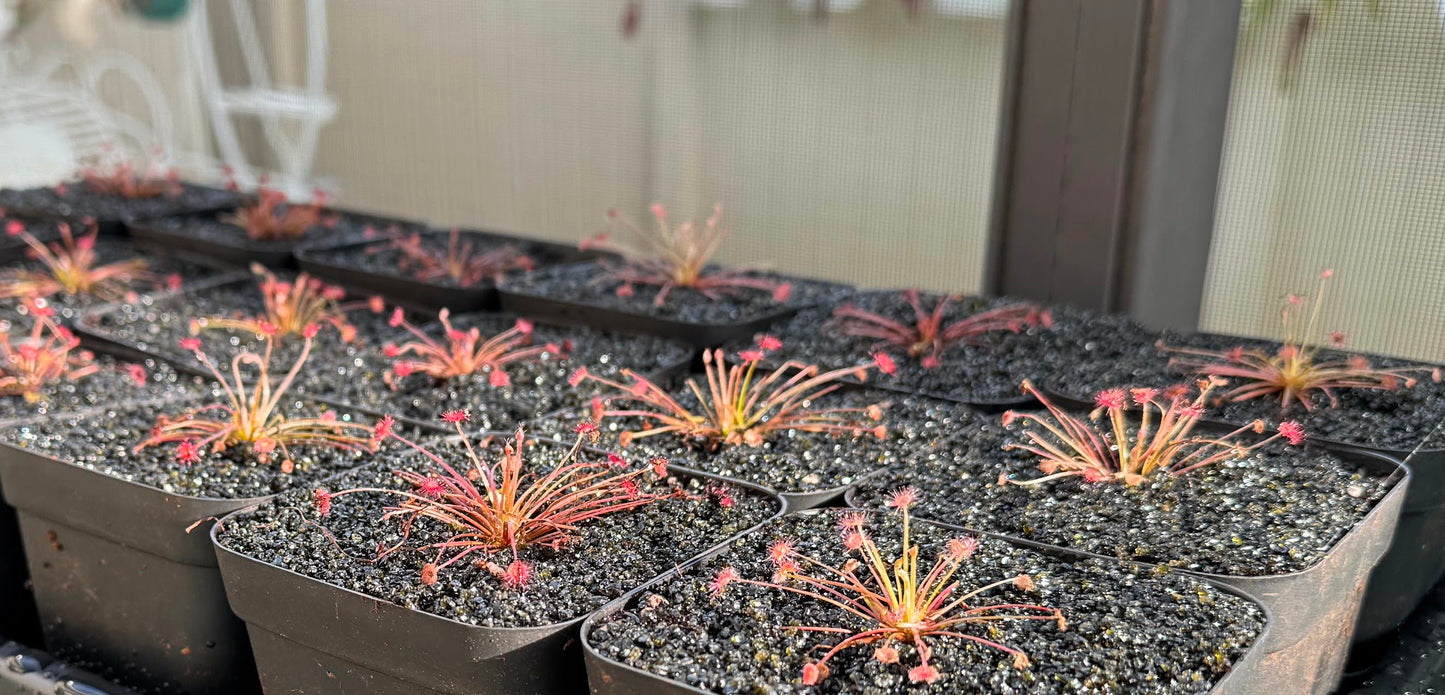 “Firework” Sundew (Drosera Paradoxa) in a 3.5" pot