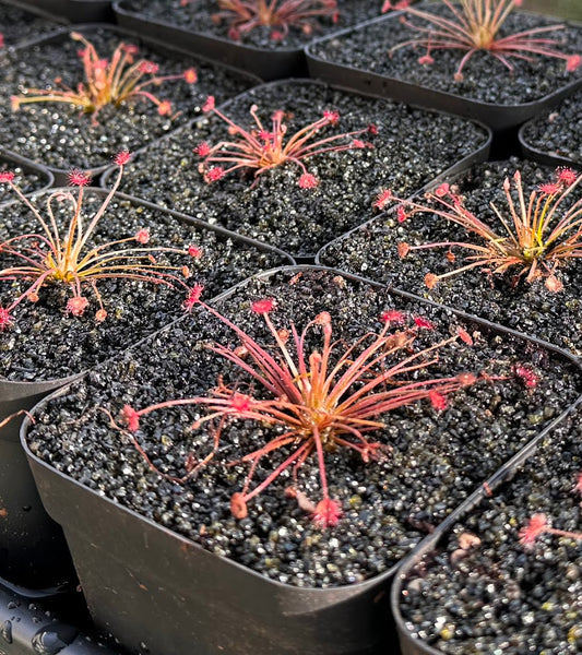 “Firework” Sundew (Drosera Paradoxa) in a 3.5" pot