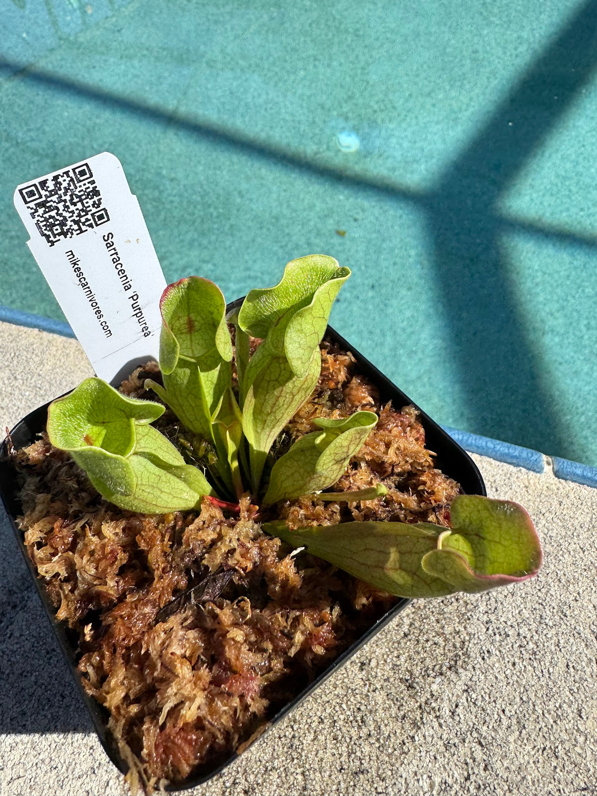 Sarracenia Purpurea in a 3.5" pot