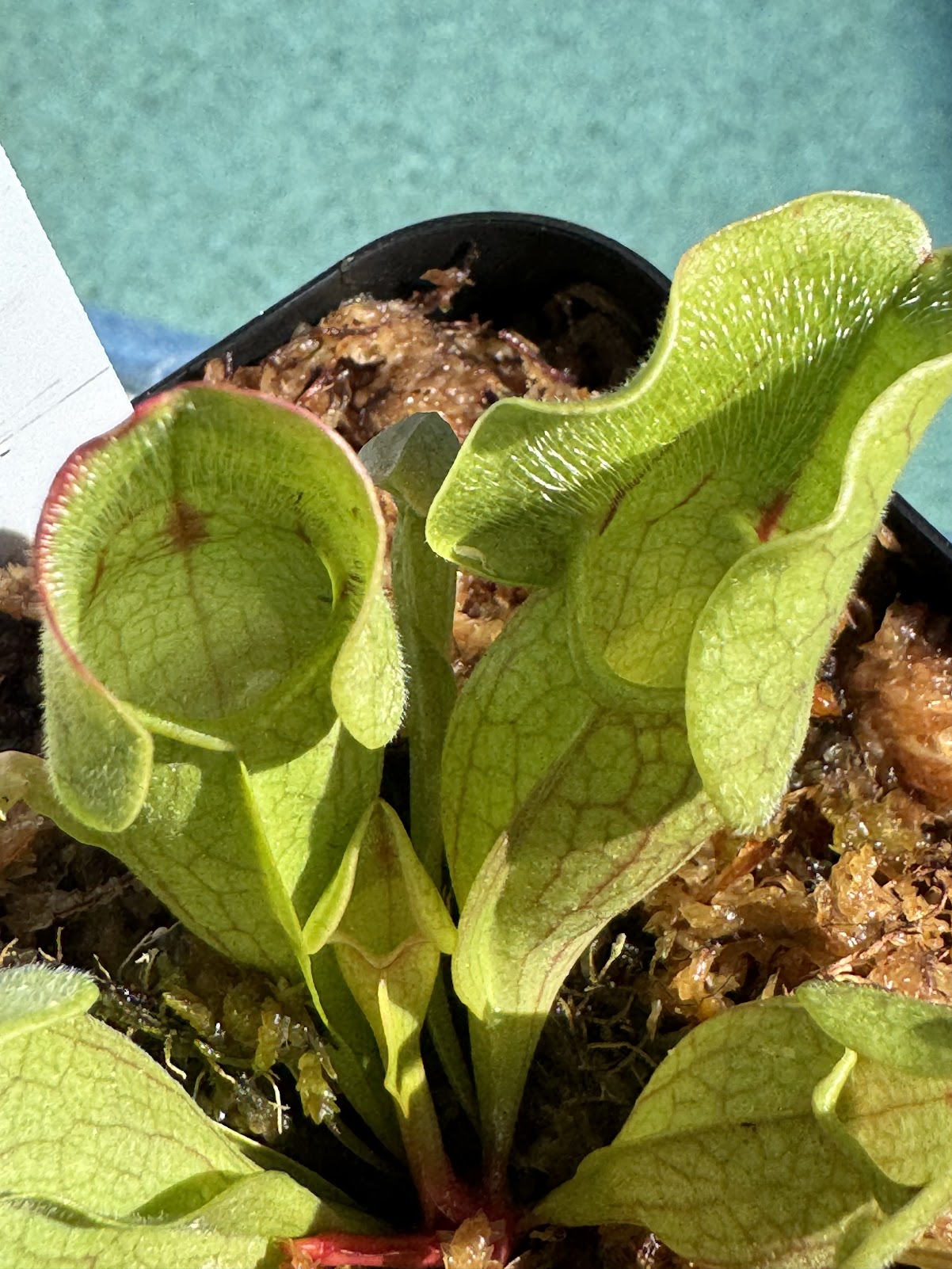 Sarracenia Purpurea in a 3.5" pot