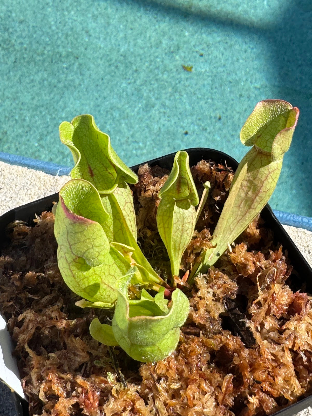 Sarracenia Purpurea in a 3.5" pot