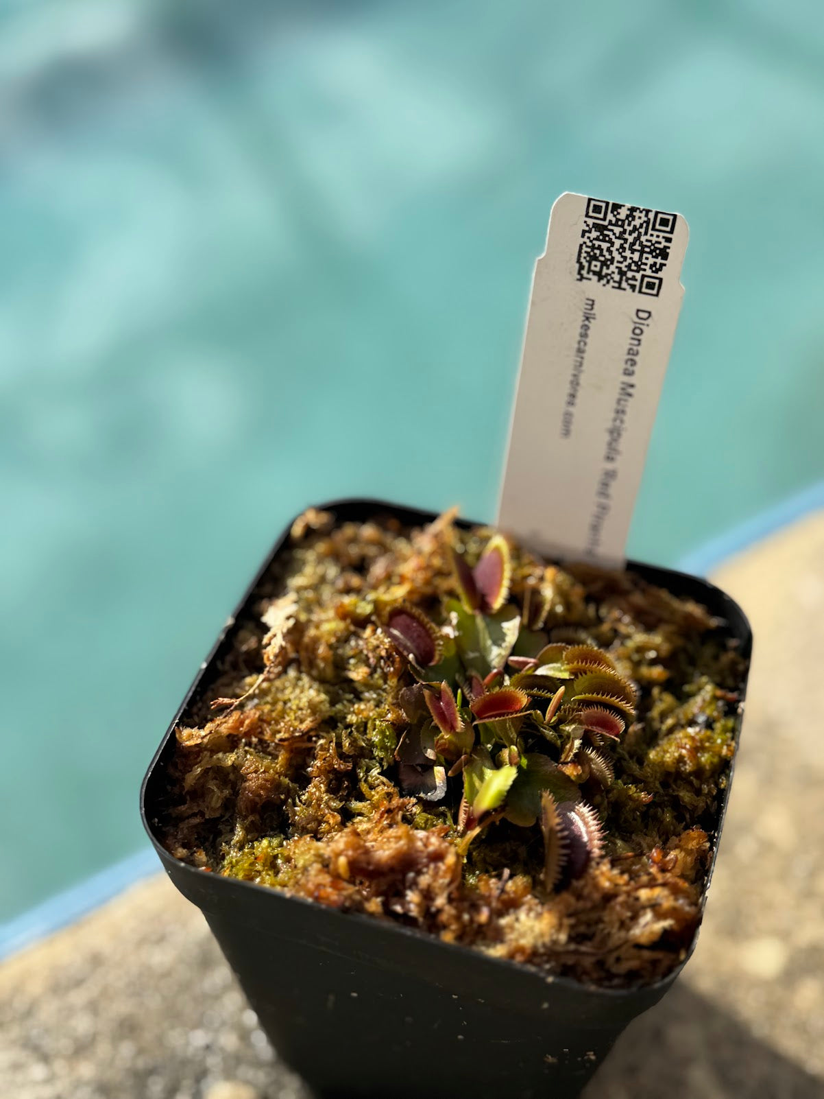 Venus Flytrap (Dionaea Muscipula) 'Red Piranha' in a 3.5