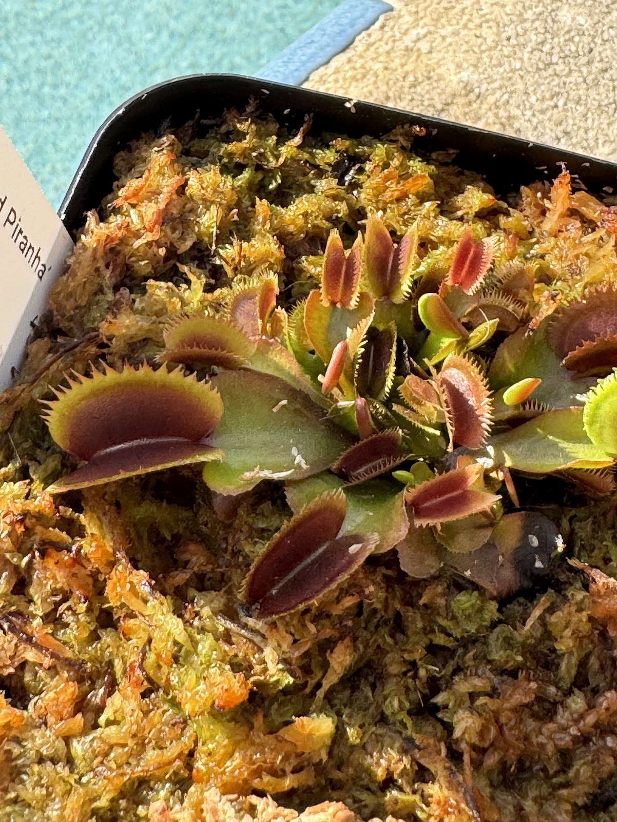 Venus Flytrap (Dionaea Muscipula) 'Red Piranha' in a 3.5