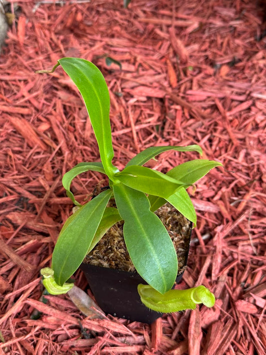 Nepenthes Sanguinea