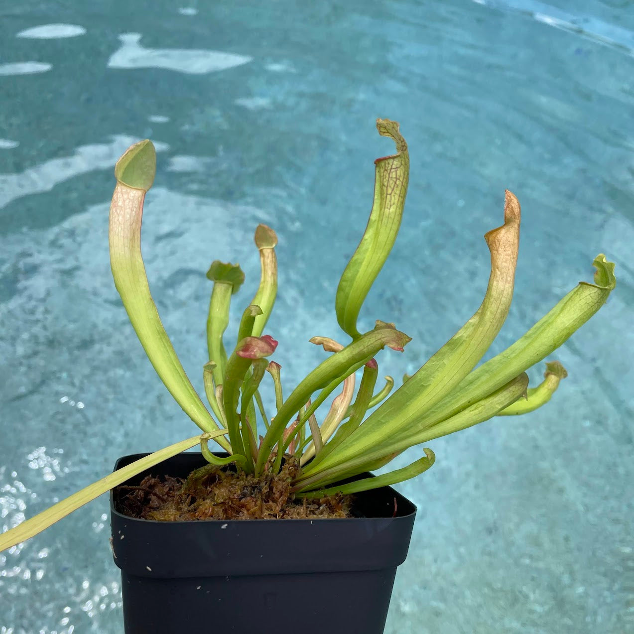 Sarracenia 'Catesbaei' in a 3.5" pot