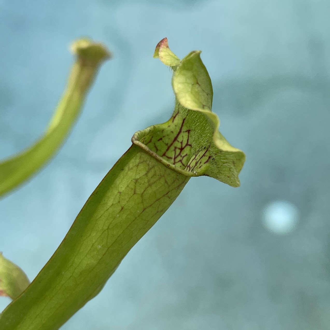 Sarracenia 'Catesbaei' in a 3.5" pot