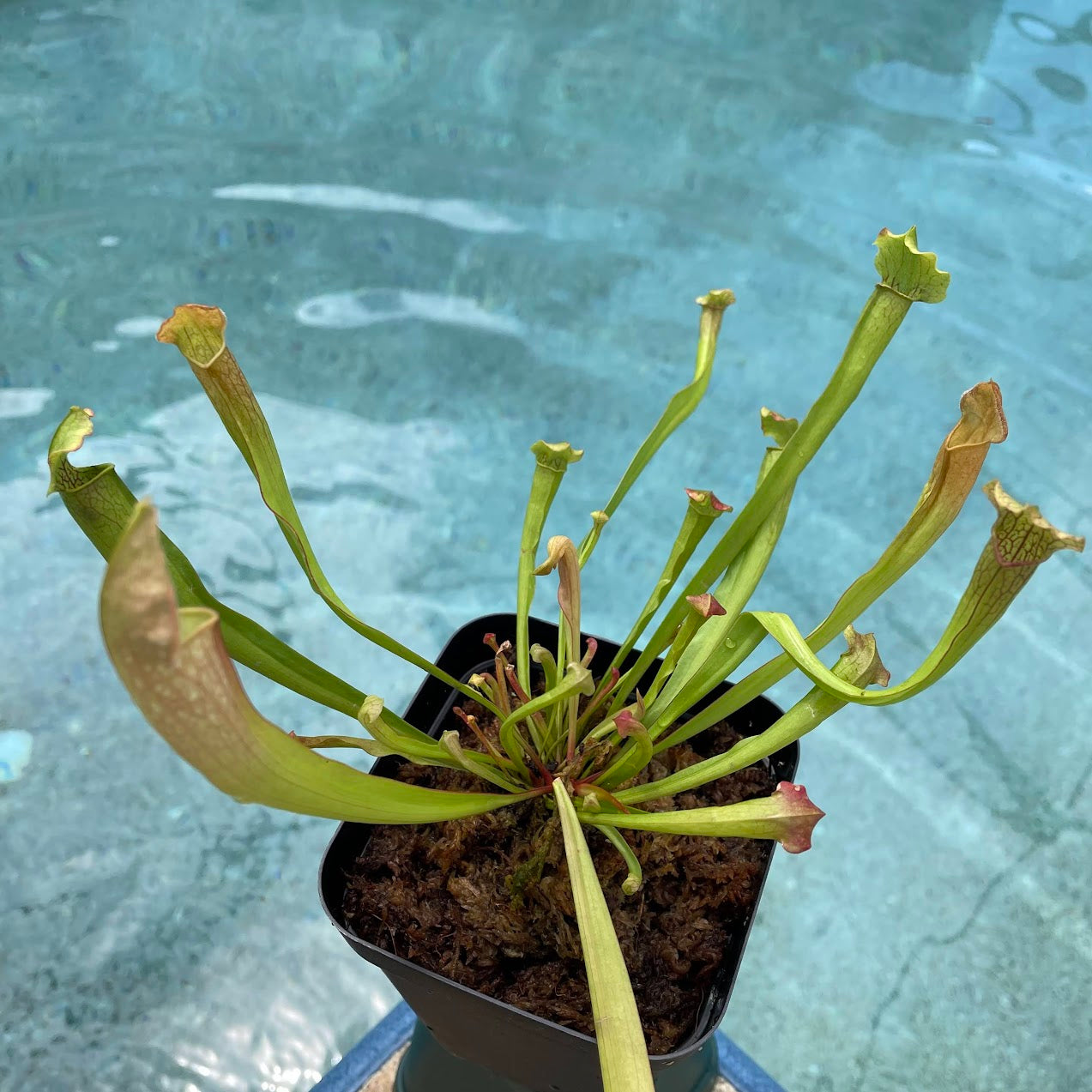 Sarracenia 'Catesbaei' in a 3.5" pot