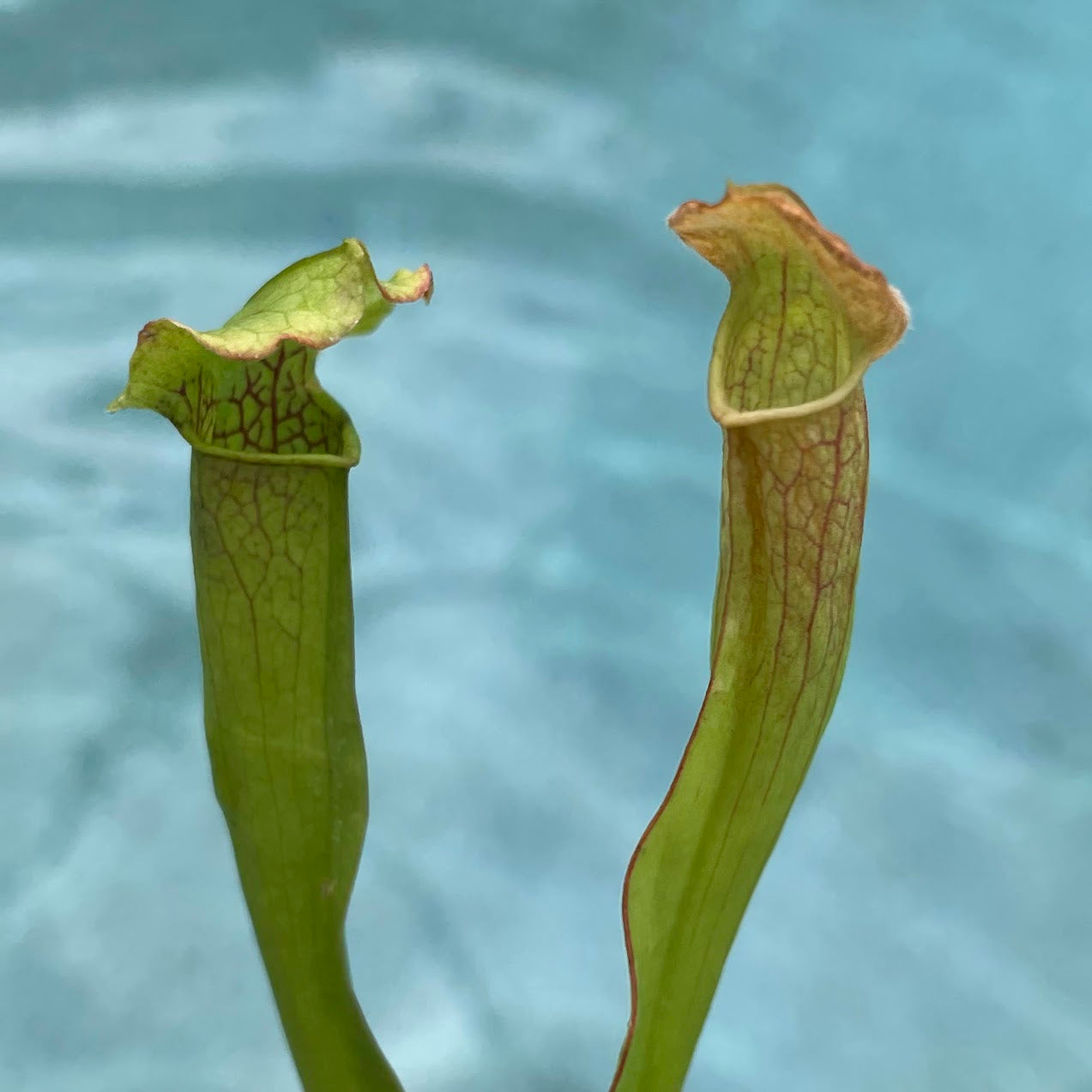 Sarracenia 'Catesbaei' in a 3.5" pot