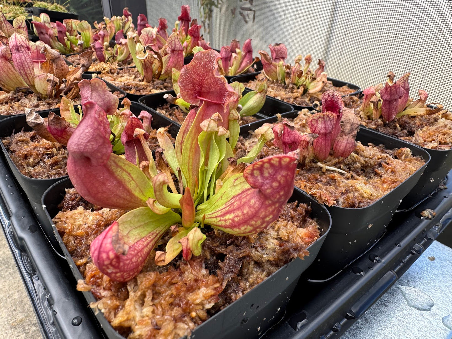 Sarracenia Purpurea Venosa in a 3.5" pot