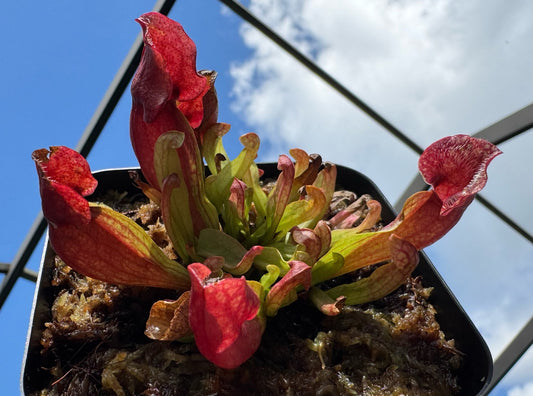 Sarracenia Purpurea Venosa in a 3.5" pot