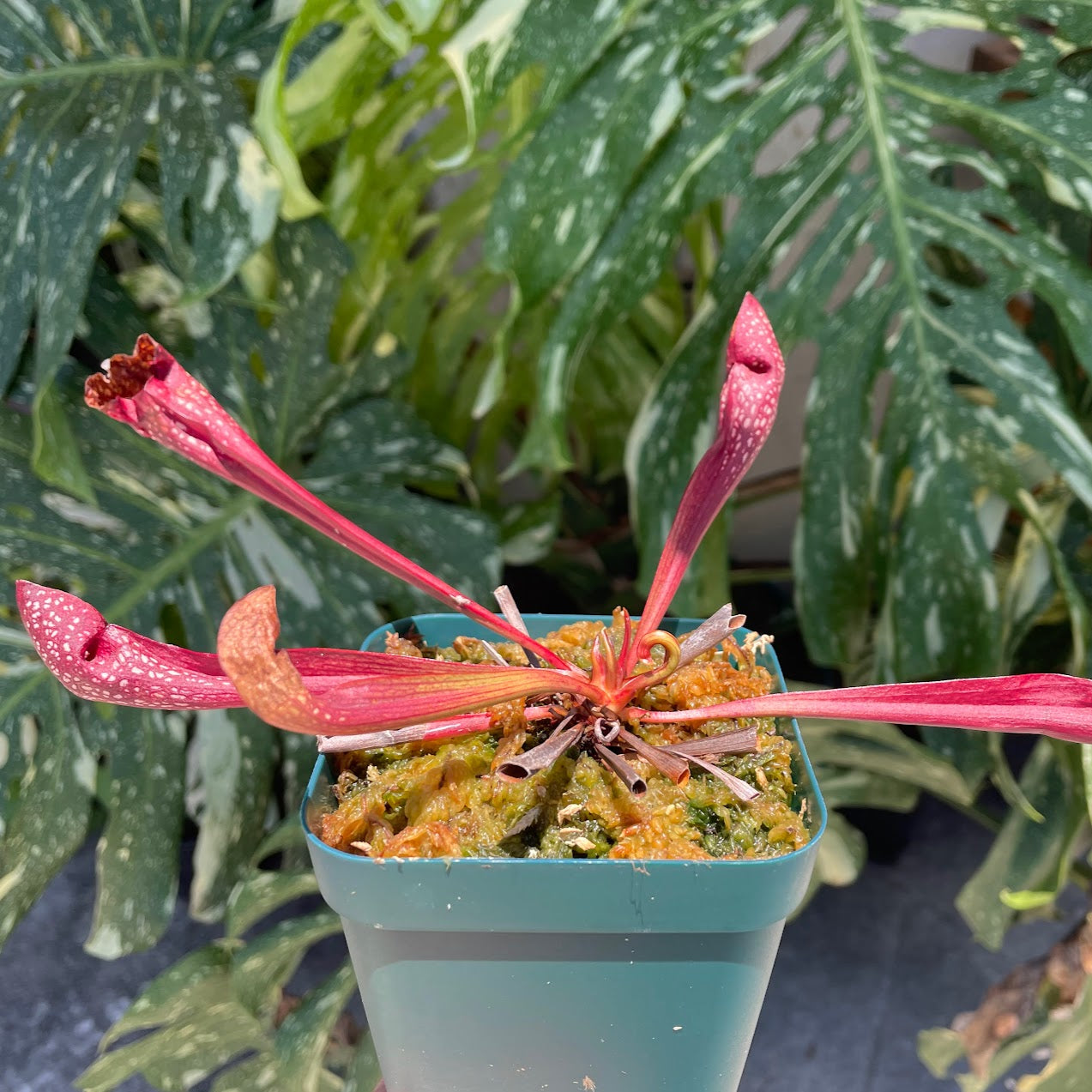 Sarracenia x Scarlet Belle (Sarracenia leucophylla x psittacina) in a 3.5" pot