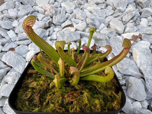 Sarracenia x Scarlet Belle (Sarracenia leucophylla x psittacina) in a 3.5" pot