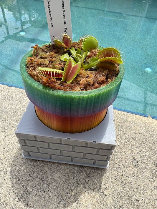 Carnivorous Plant in Sewer Pipe