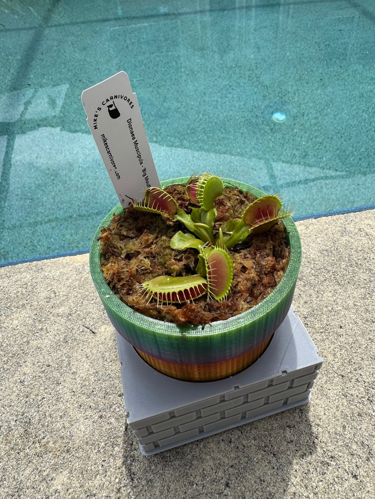 Carnivorous Plant in Sewer Pipe