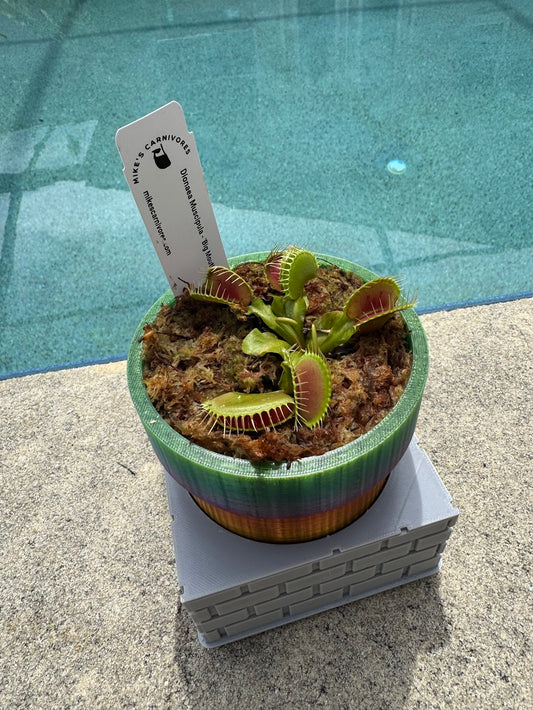 Carnivorous Plant in Sewer Pipe