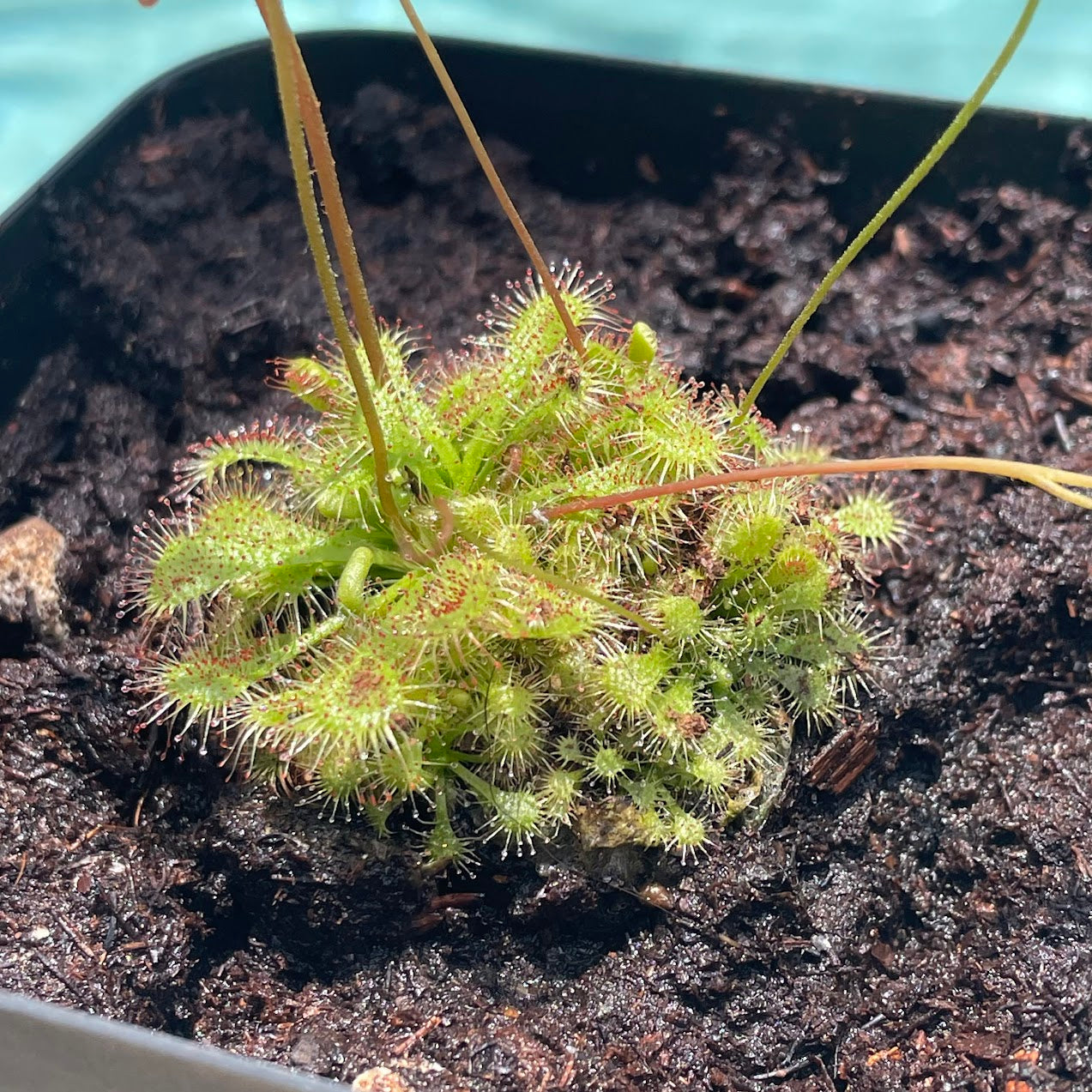 Spoon-leaved Sundew (Drosera Spatulata) in a 3.5" pot