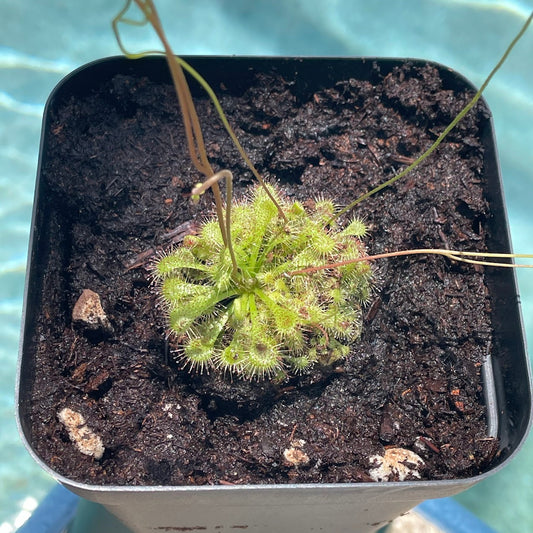 Spoon-leaved Sundew (Drosera Spatulata) in a 3.5" pot