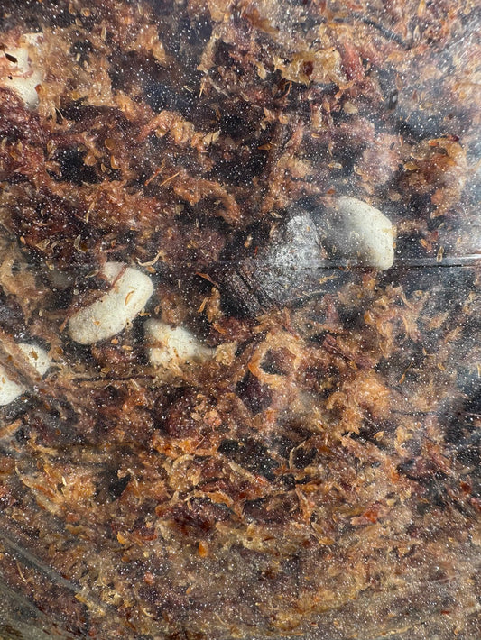 Nepenthes Mix - 3lb bag