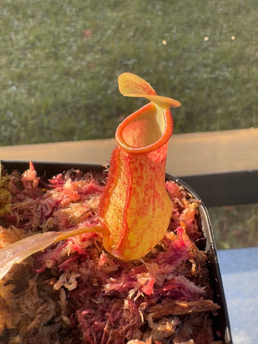 Nepenthes St. Gaya in a 3.5" pot