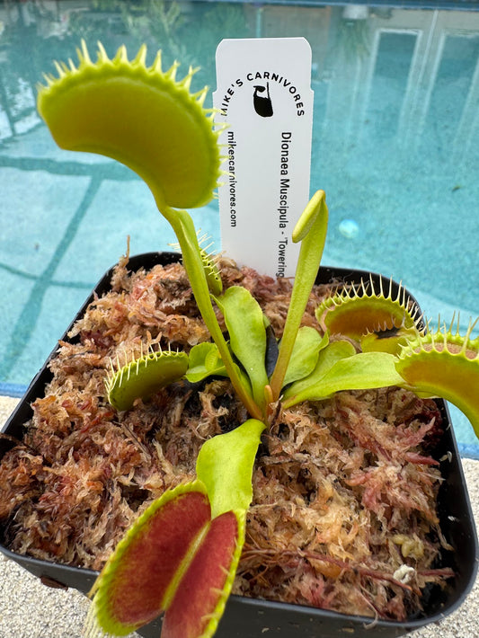 Venus Flytrap (Dionaea Muscipula) 'Towering Giant' in a 3.5" pot