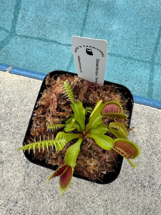 Venus Flytrap (Dionaea Muscipula) 'Towering Giant' in a 3.5" pot