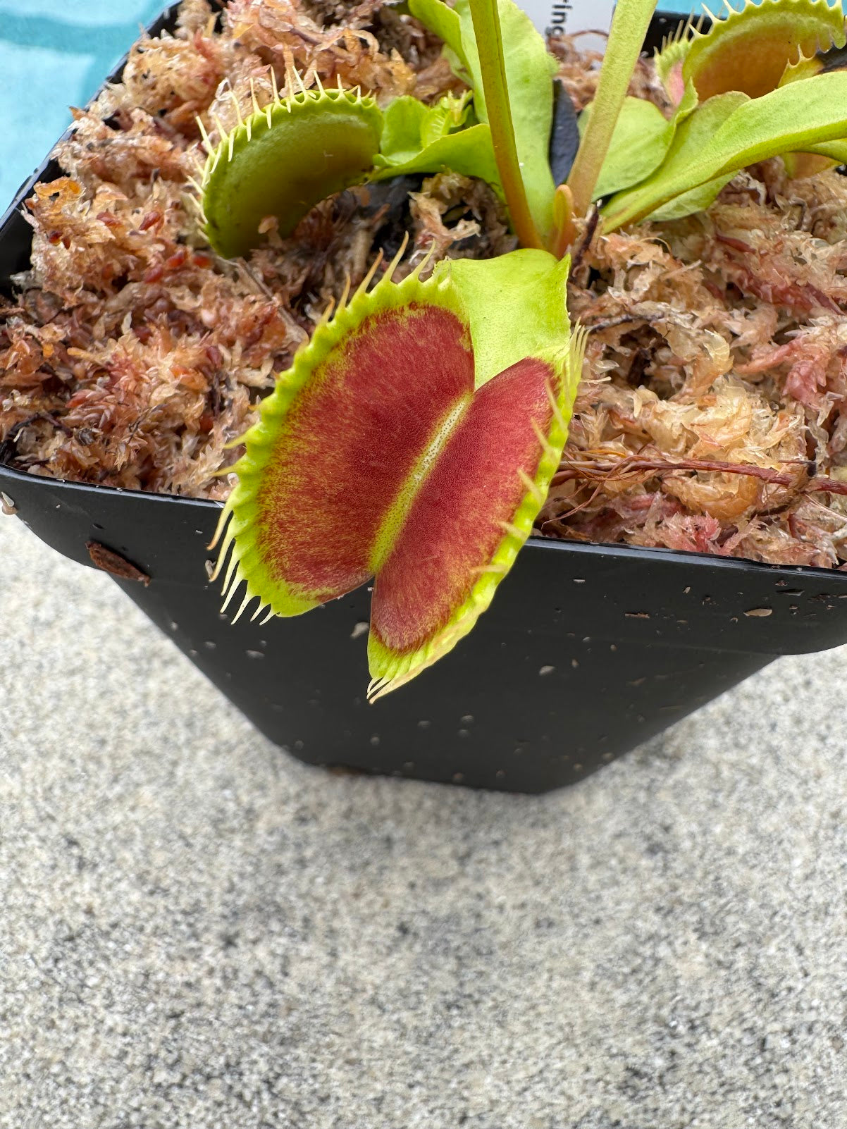 Venus Flytrap (Dionaea Muscipula) 'Towering Giant' in a 3.5" pot