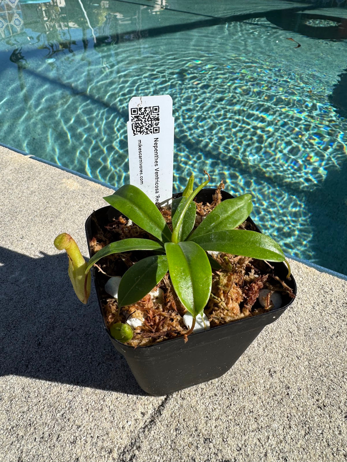 Nepenthes Ventricosa 'Red'
