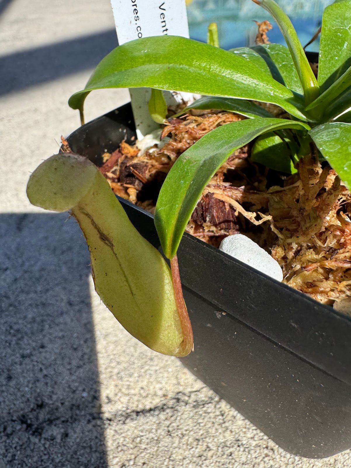 Nepenthes Ventricosa 'Red'