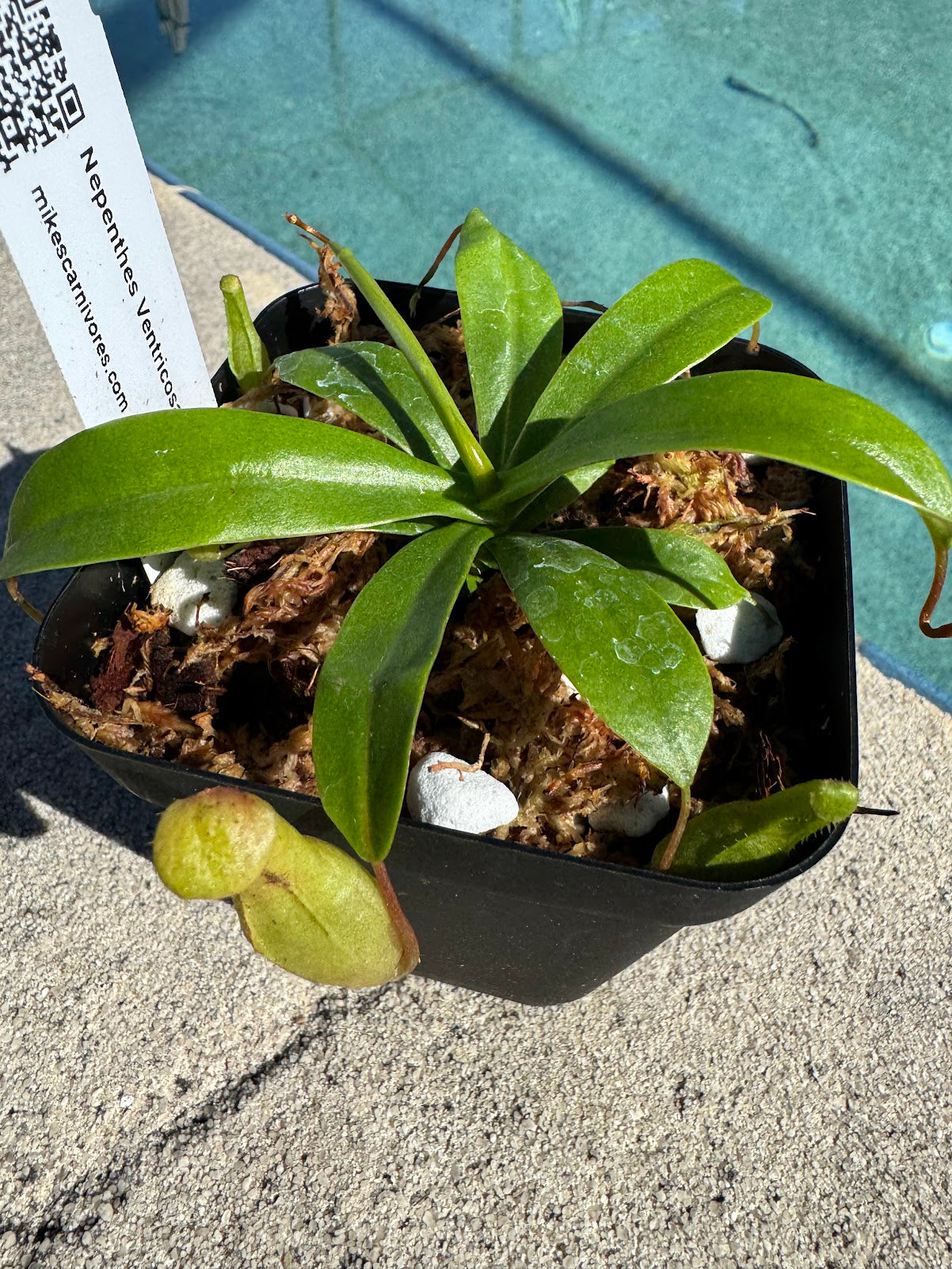 Nepenthes Ventricosa 'Red'
